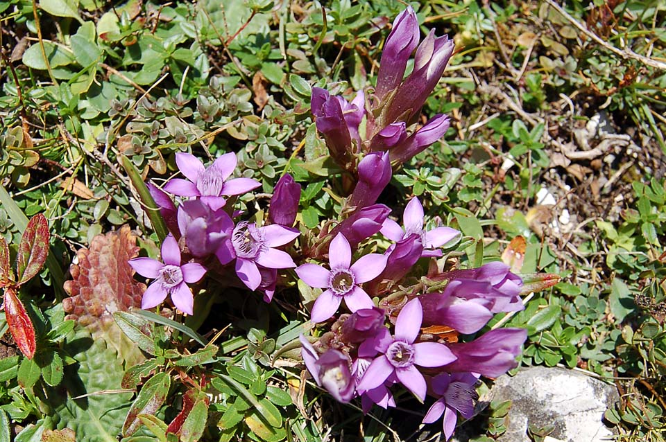 Piccole Dolomiti - Gentianella germanica